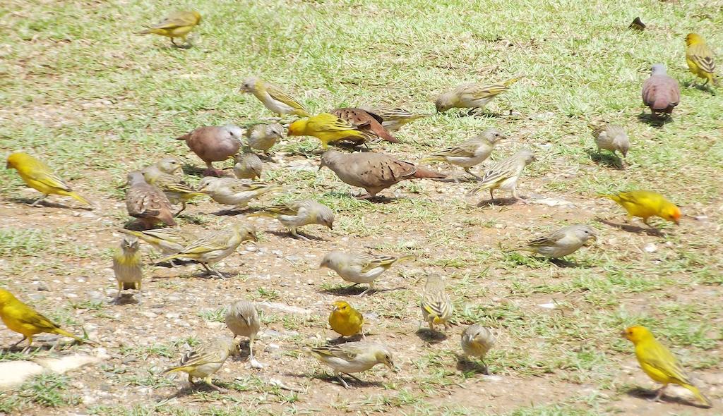 Pousada Stohler Haus Penedo  Bagian luar foto