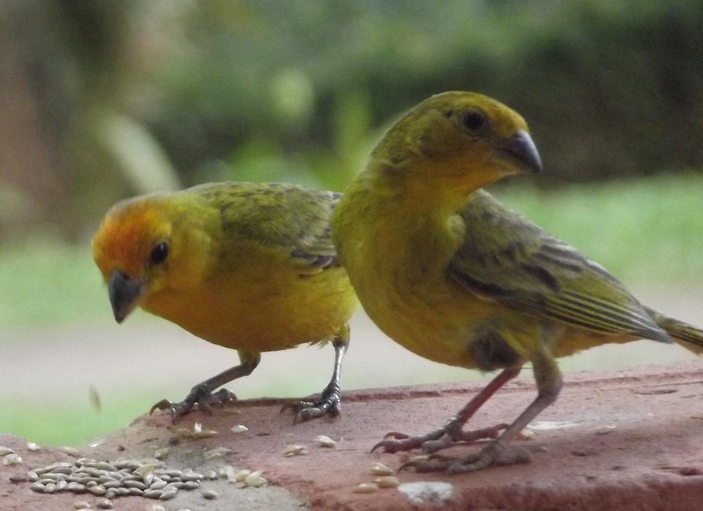 Pousada Stohler Haus Penedo  Bagian luar foto