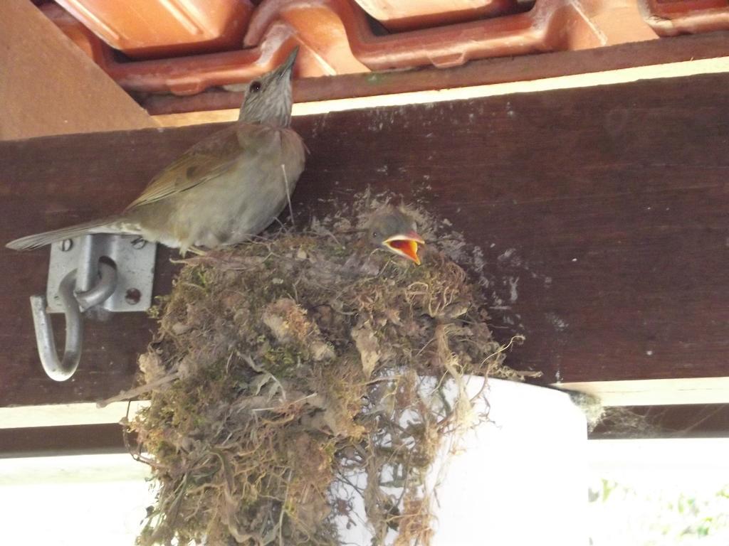 Pousada Stohler Haus Penedo  Bagian luar foto